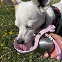 BuddyPup
